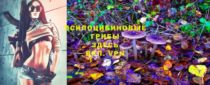 Псилоцибиновые грибы MAGIC MUSHROOMS  магазин продажи   Россошь 